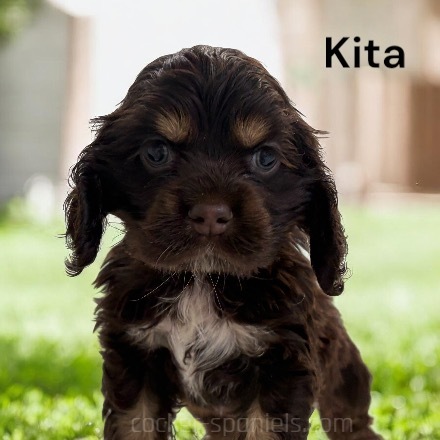 puppy, for, sale, Cocker Spaniel, Joe & Cherri  Overlease, dog, breeder, Miller, MO, dog-breeder, puppy-for-sale, forsale, nearby, find, puppyfind, locator, puppylocator, aca